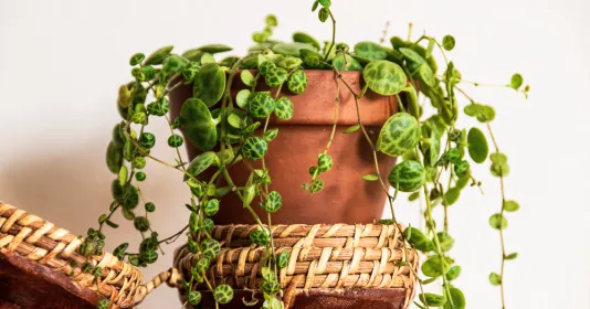 pepřinec plazivý (Peperomia prostrata) 