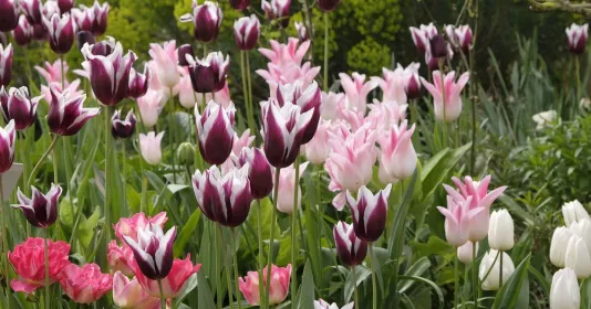 výsadba tulipánů