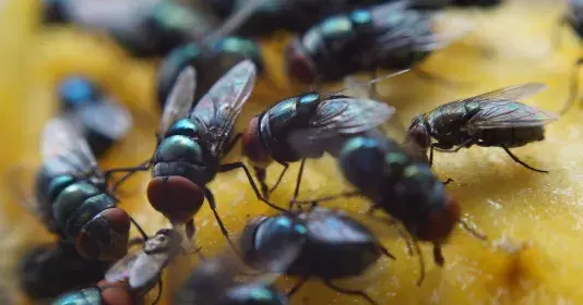 Likvidace octomilek 