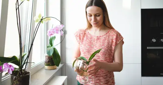 Pěstování orchideje ve vodě 