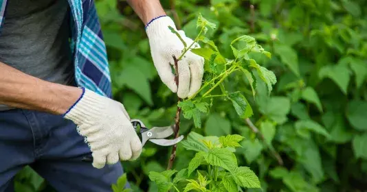 Stříhání malin na podzim podle druhu maliníku