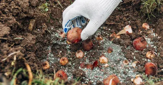 Výsadba tulipánů
