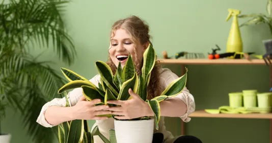 Podzim je správný čas na stěhování pokojových rostlin