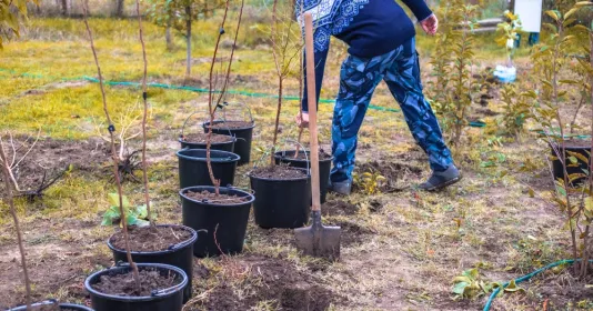 Na podzim je ideální čas pro výsadbu ovocných druhů do mokra