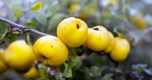 Zdravé ovoce 