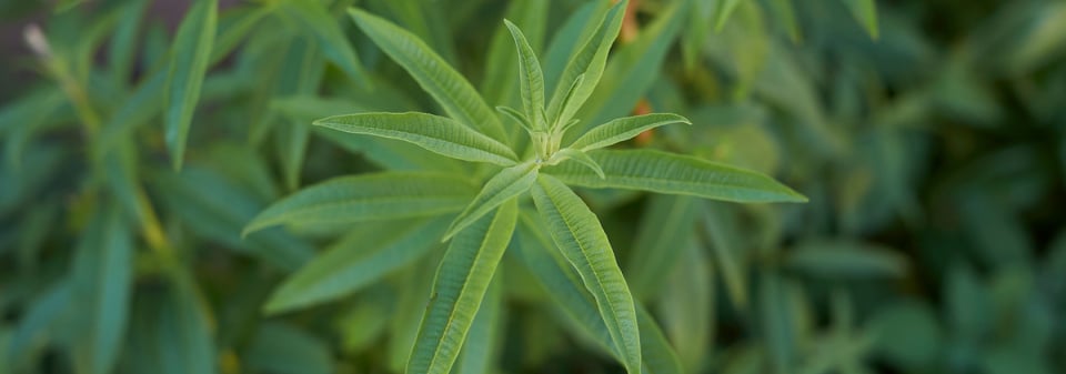 Aloisie citronová