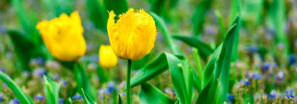 Žluté tulipány