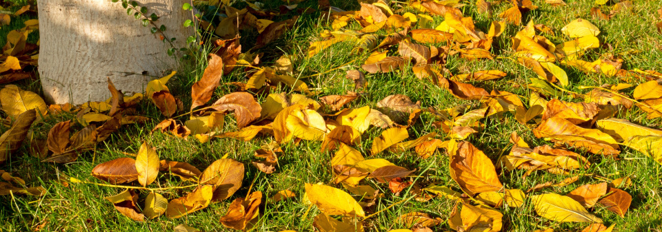 Listí ořešáku na trávníku