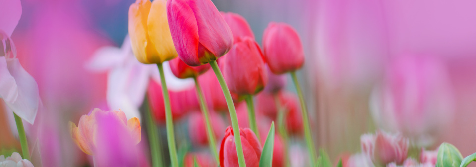 Co s odkvetlými tulipány (a jinými cibulovinami), aby za rok zase krásně vykvetly: hlavně jim teď nestříhejte listy