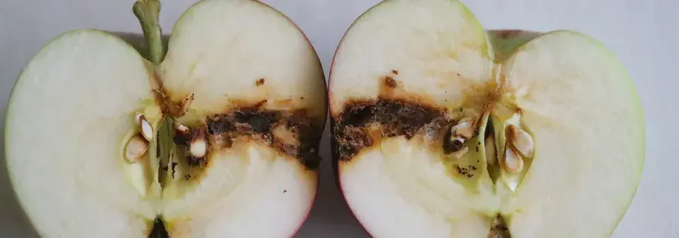 napadení obalečem jablečným