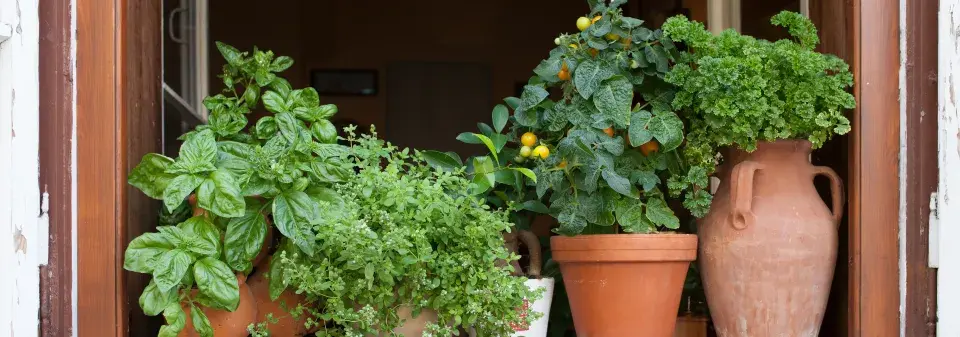 Pěstování bylinek