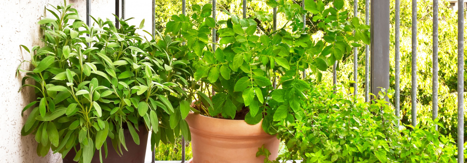 brambory balkon