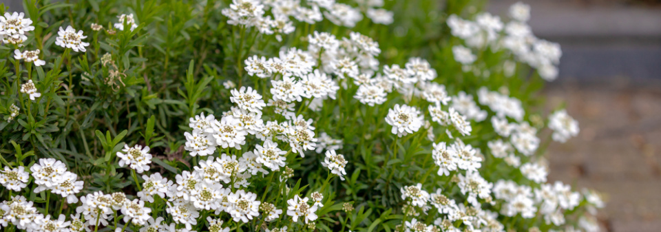 Iberka vždyzelená (Iberis sempervirens) 