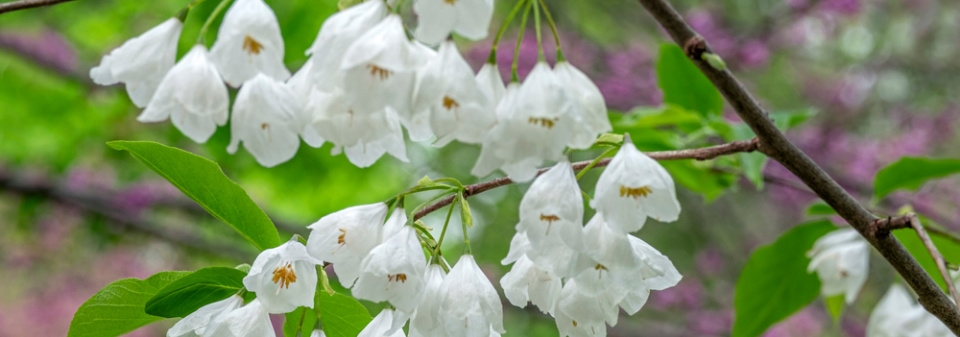 Halézie karolínská (Halesia carolina) 
