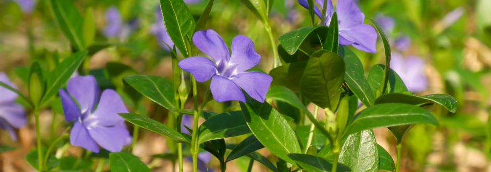 Barvínek menší (Vinca minor) 