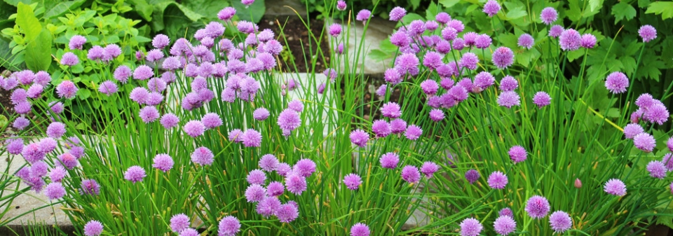 Pažitka pobřežní (Allium schoenoprasum) 