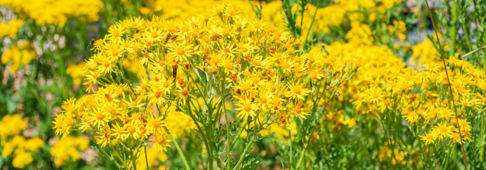 Starček úzkolistý (Senecio inaequidens) 