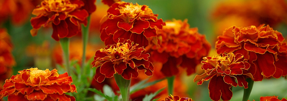 Afrikán neboli aksamitník rozkladitý (Tagetes patula) 