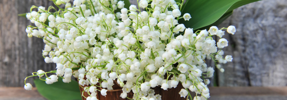 Konvalinka vonná (Convallaria majalis) 
