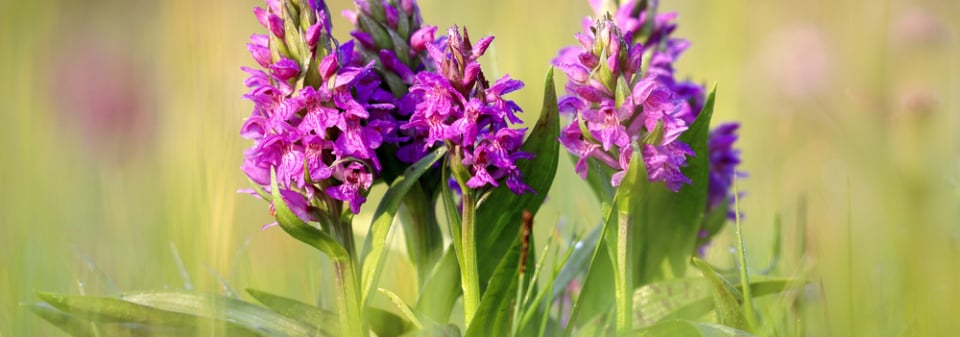 Prstnatec májový (Dactylorhiza majalis) 
