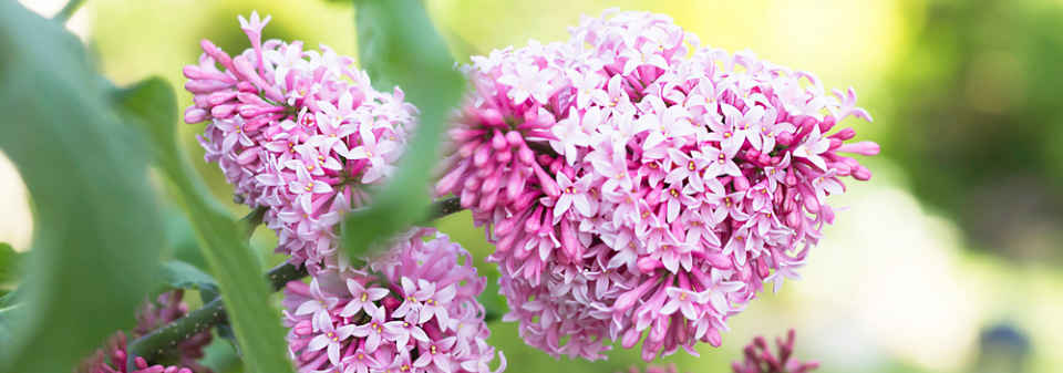Šeřík karpatský, šeřík maďarský (Syringa josikaea) 