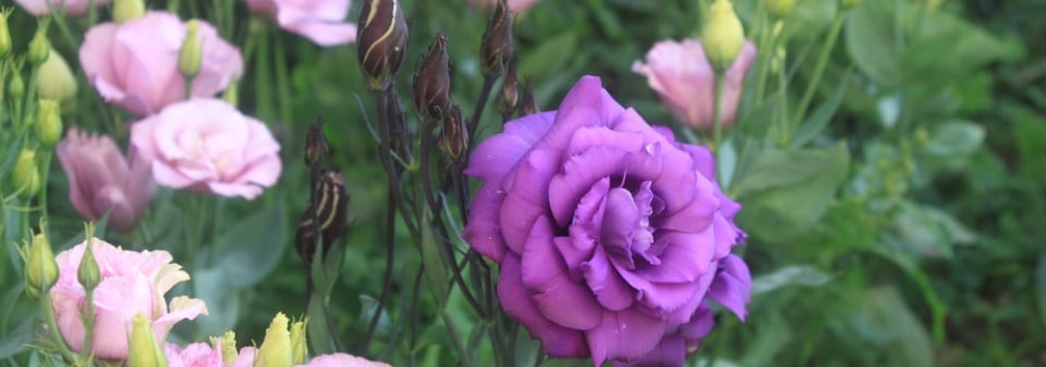 Eustoma (Eustoma grandiflorum) 