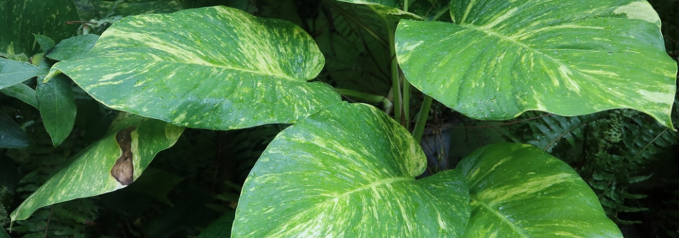 Scindapsus