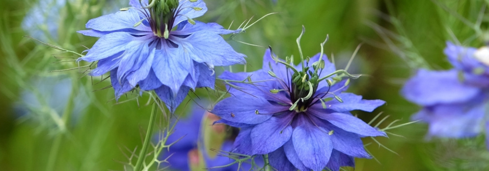 Černucha damašská (Nigella damascena) 
