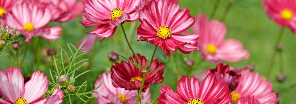 Krásenka zpeřená (Cosmos bipinnatus) 