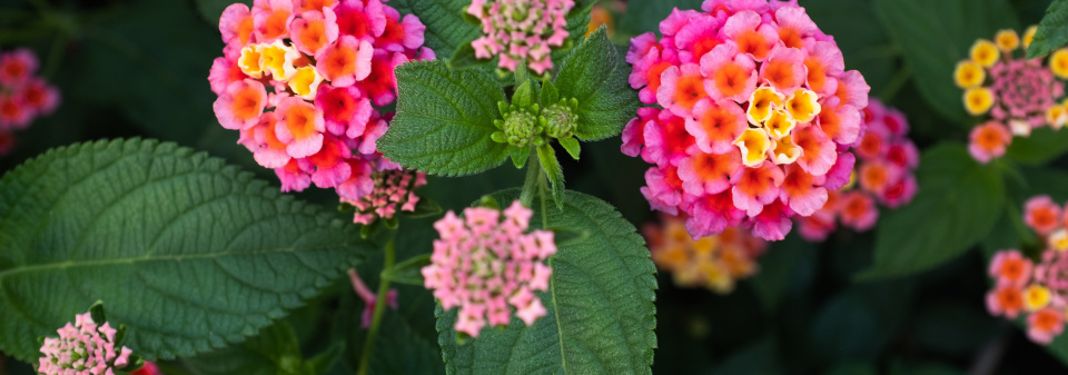 Libora (Lantana)