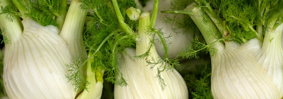 Fenykl sladký neboli hlíznatý (Foeniculum vulgare var. azoricum, syn. Dulce) 