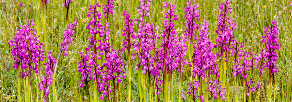 Vstavač mužský (Orchis mascula) 