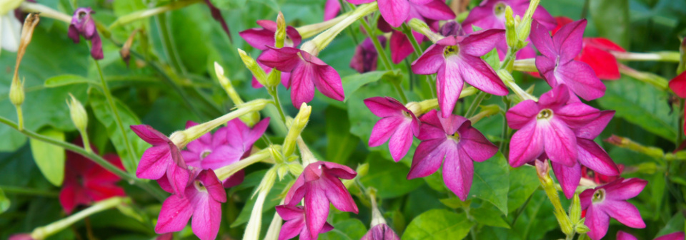 Tabák křídlatý (Nicotiana alata) 