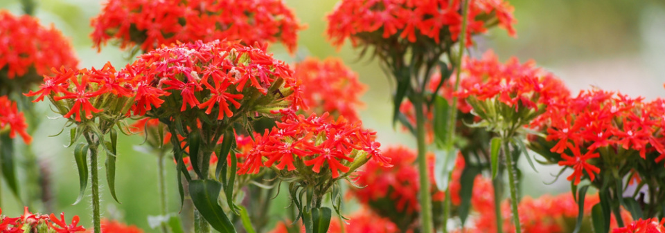 Kohoutek chalcedonský (Lychnis chalcedonica)