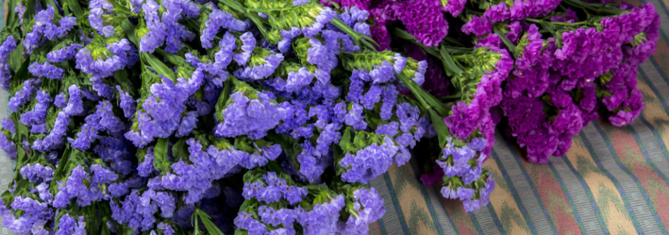 Limonka chobotnatá (Limonium sinuatum)