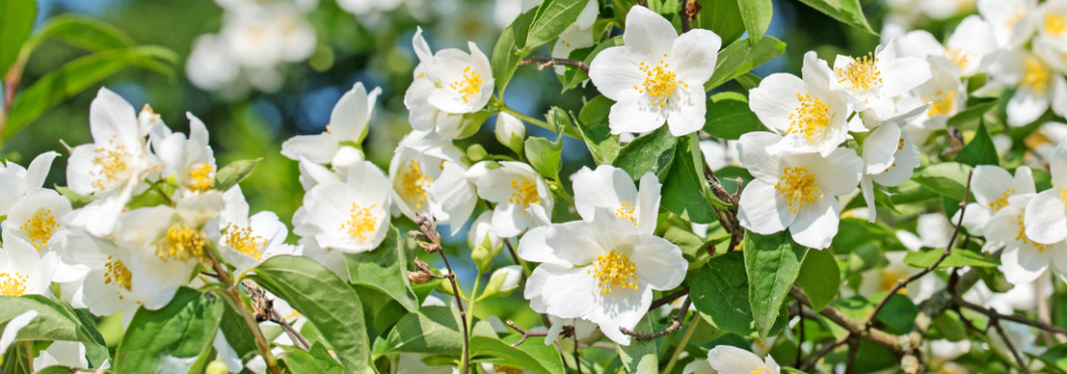 Pustoryl věncový (Philadelphus coronarius) 