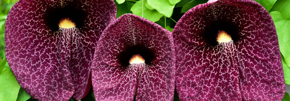 Aristolochia 