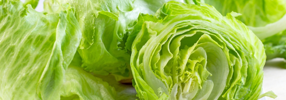 Ledový salát (Lactuca sativa var. Capitata)