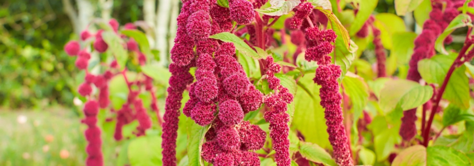 Laskavec ocasatý (Amaranthus caudatus)