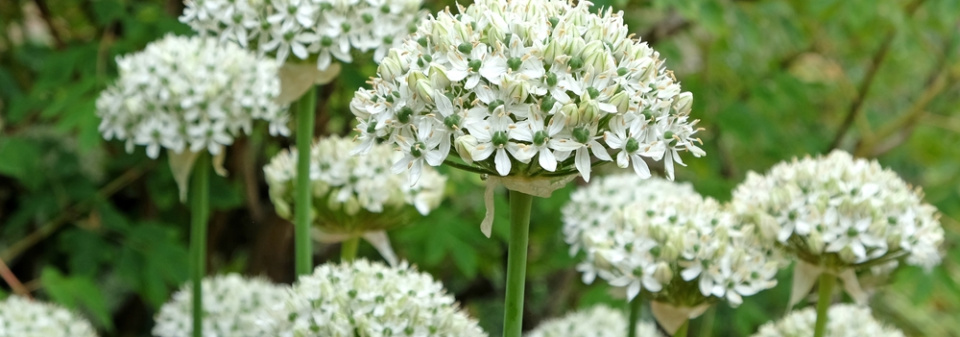 Česnek černý (Allium nigrum) 