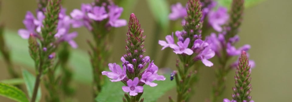 Verbena šípovitá neboli sporýš šípovitý (Verbena hastata) 