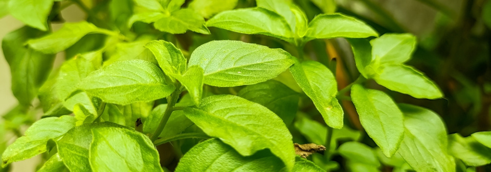Bazalka citronová (Ocimum basilicum citriodorum) 