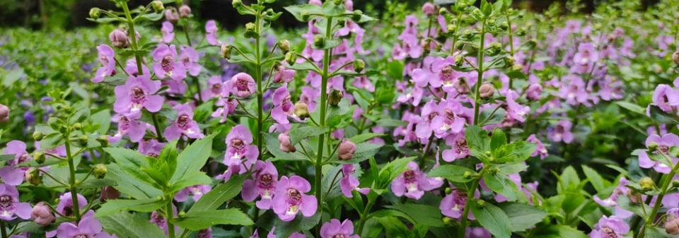 Angelonie úzkolistá (Angelonia angustifolia) 