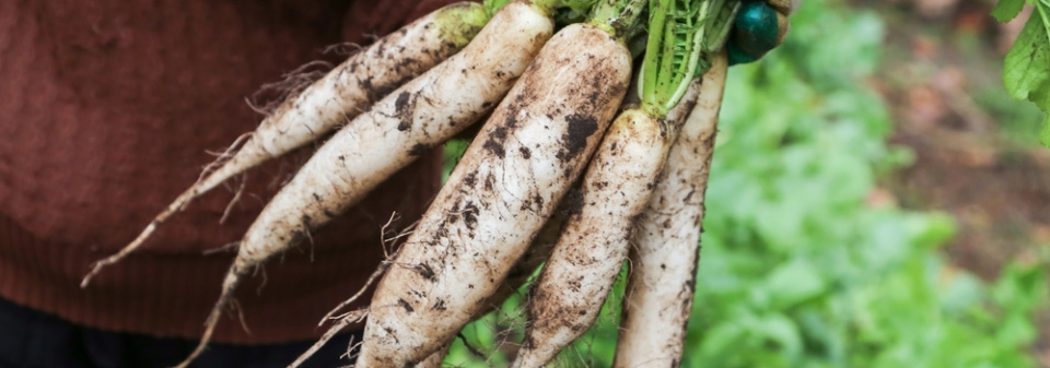 Daikon neboli ředkev setá bílá