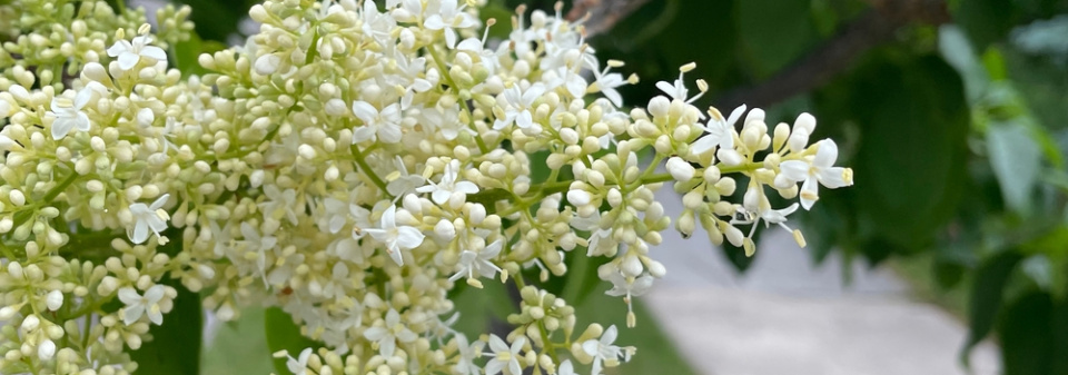 Šeřík japonský (Syringa reticulata) 