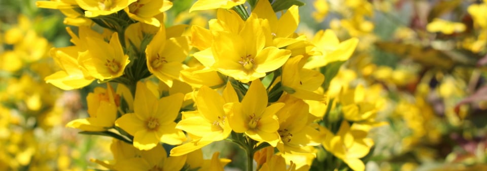Vrbina tečkovaná (Lysimachia punctata)