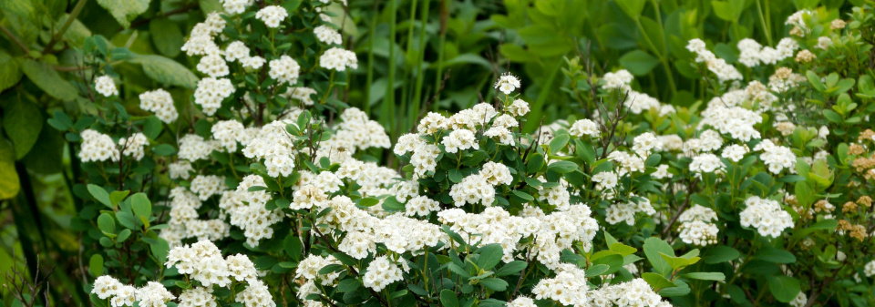Tavolník břízolistý (Spiraea betulifolia) 