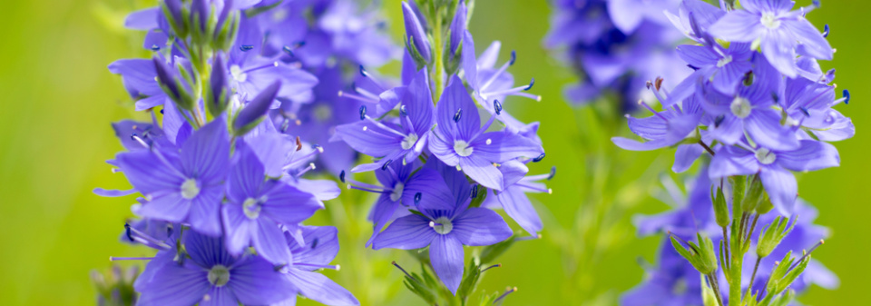 Rozrazil ožankový (Veronica teucrium)