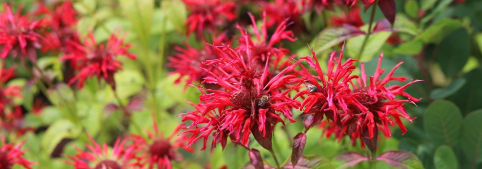 Zavinutka podvojná (Monarda didyma)