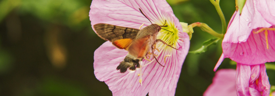 Pupalka nádherná (Oenothera speciosa) 